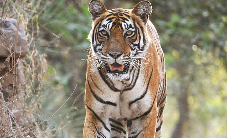 save the royal bengal tigers