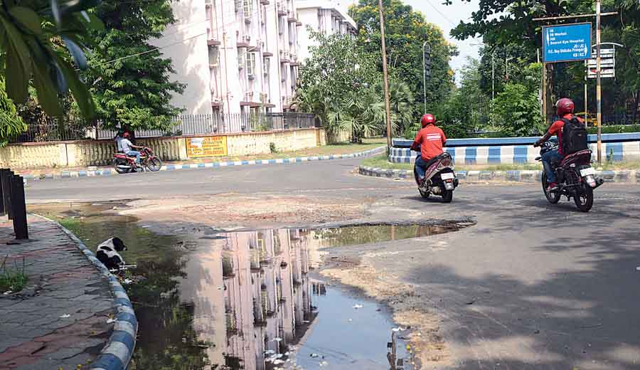 How to Make Your Home Free of Mosquitoes and Dengue this Monsoon