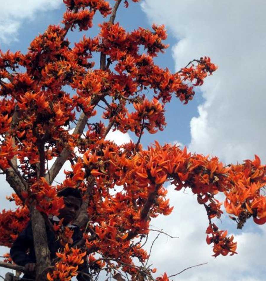 spring in kolkata with palash